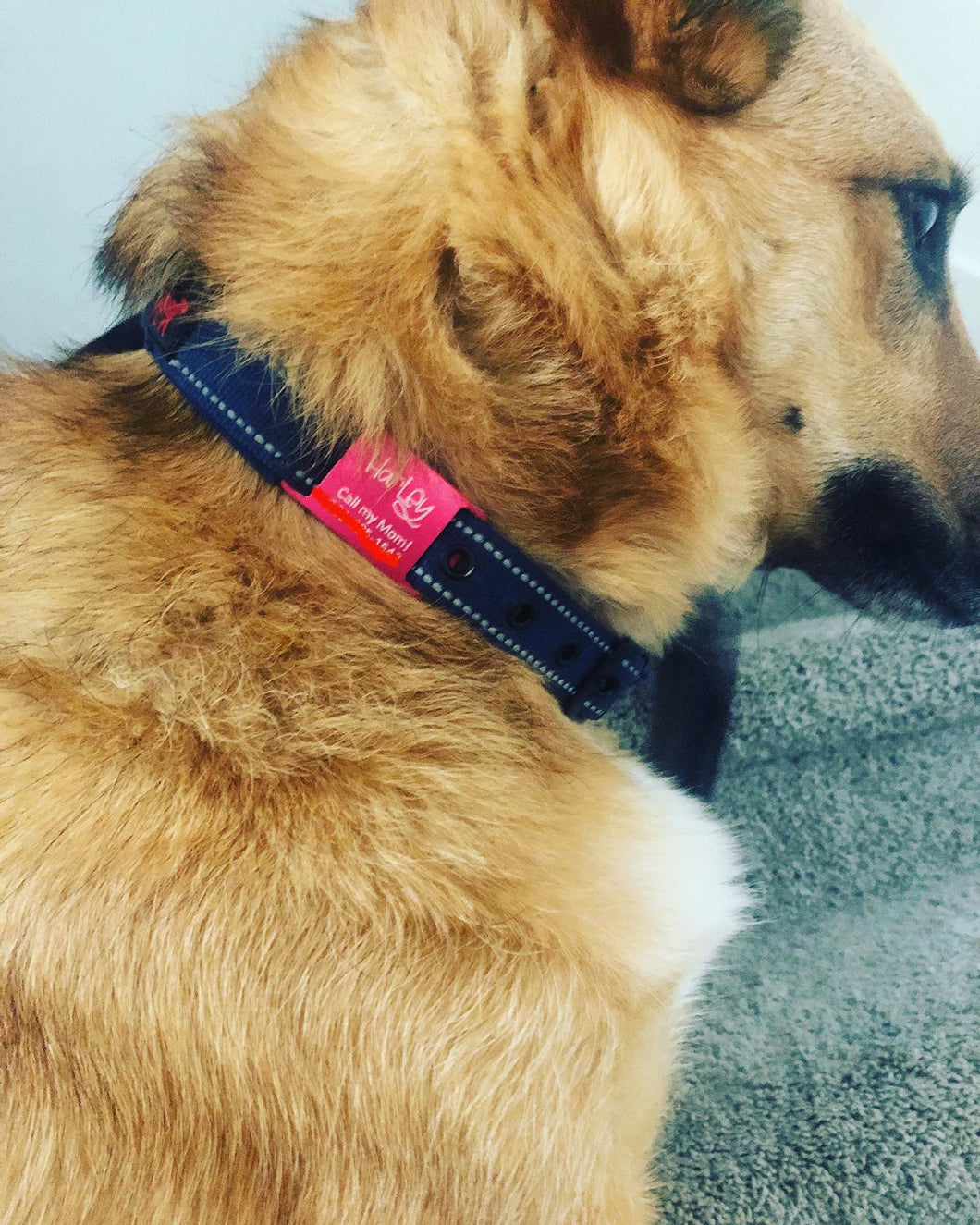 Personalized Pet ID Tag